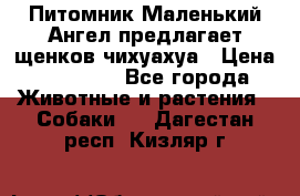 Питомник Маленький Ангел предлагает щенков чихуахуа › Цена ­ 10 000 - Все города Животные и растения » Собаки   . Дагестан респ.,Кизляр г.
